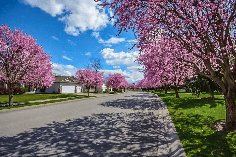 quiet suburban street lined with cute homes and beautiful blooming pink crape myrtles in the spring